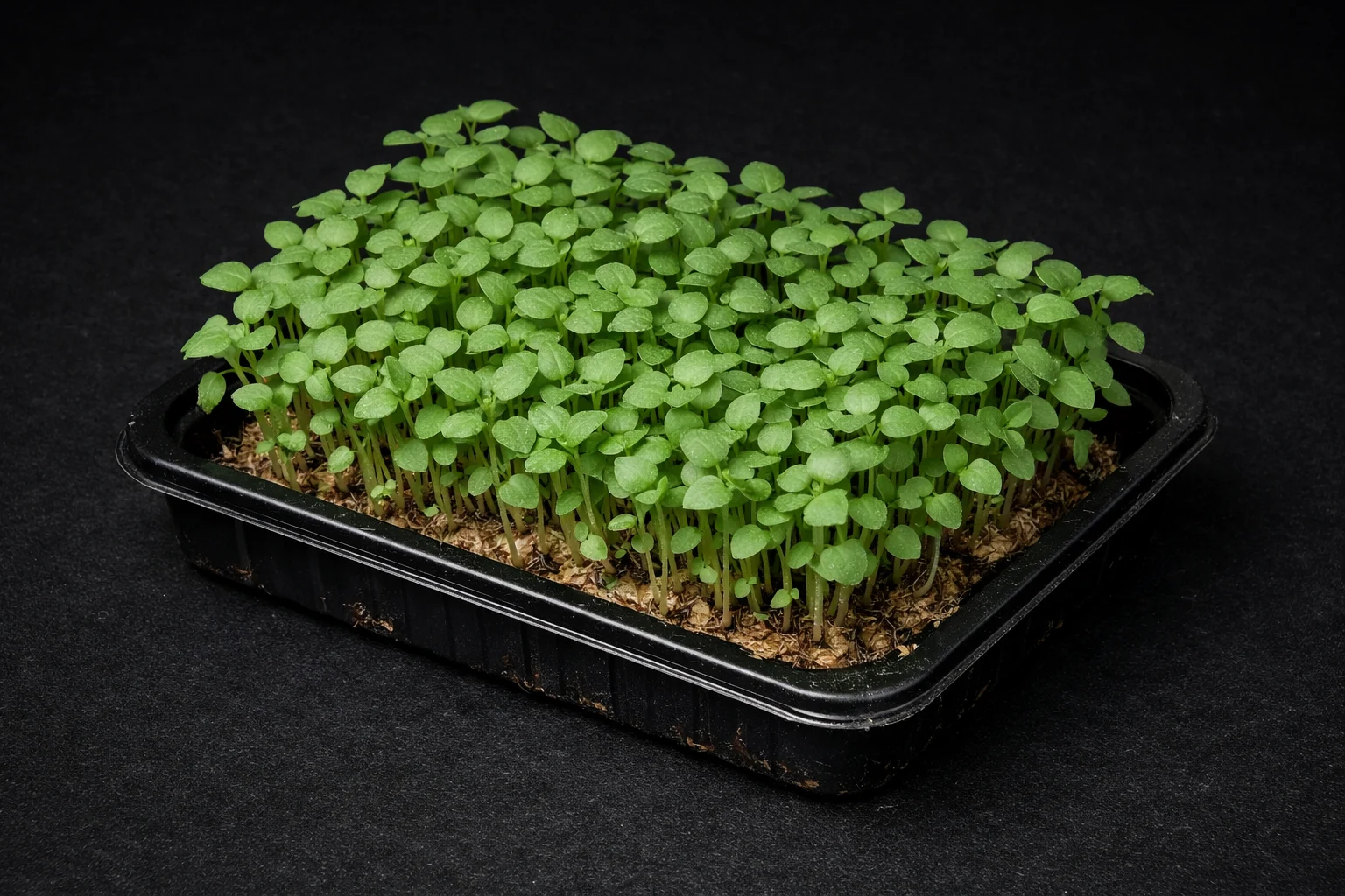 Aromatischer Basilikum Microgreens auf dem Pad gewachsen