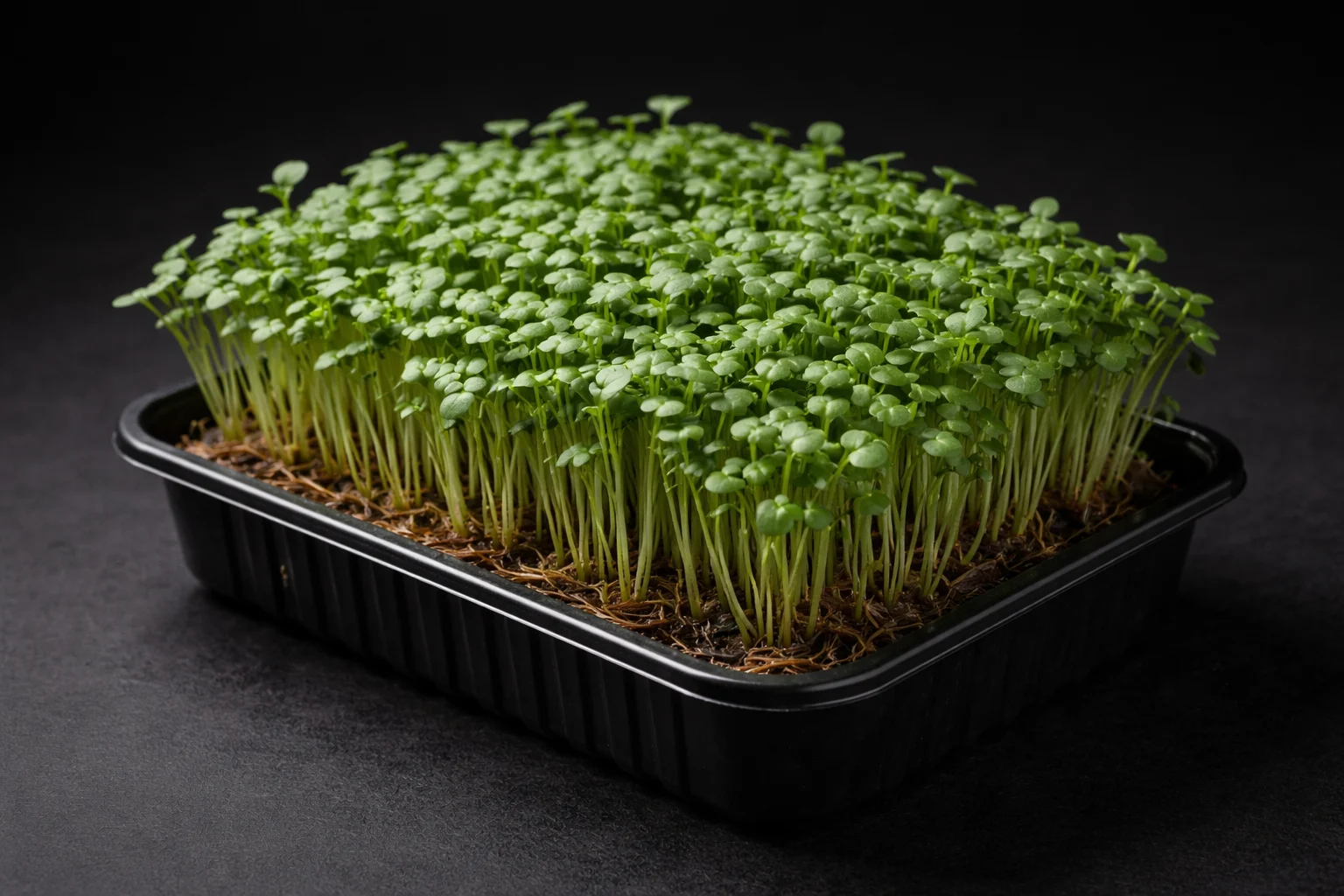 Gesunde Brokkoli-Microgreens, lokal angebaut in Uri