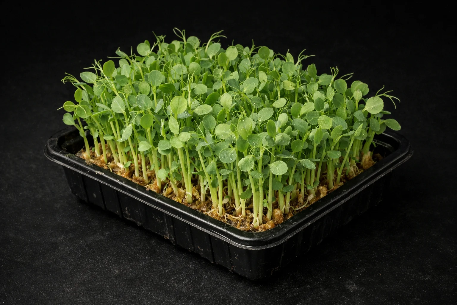 Frische Erbsen-Microgreens von Kleemi Uri