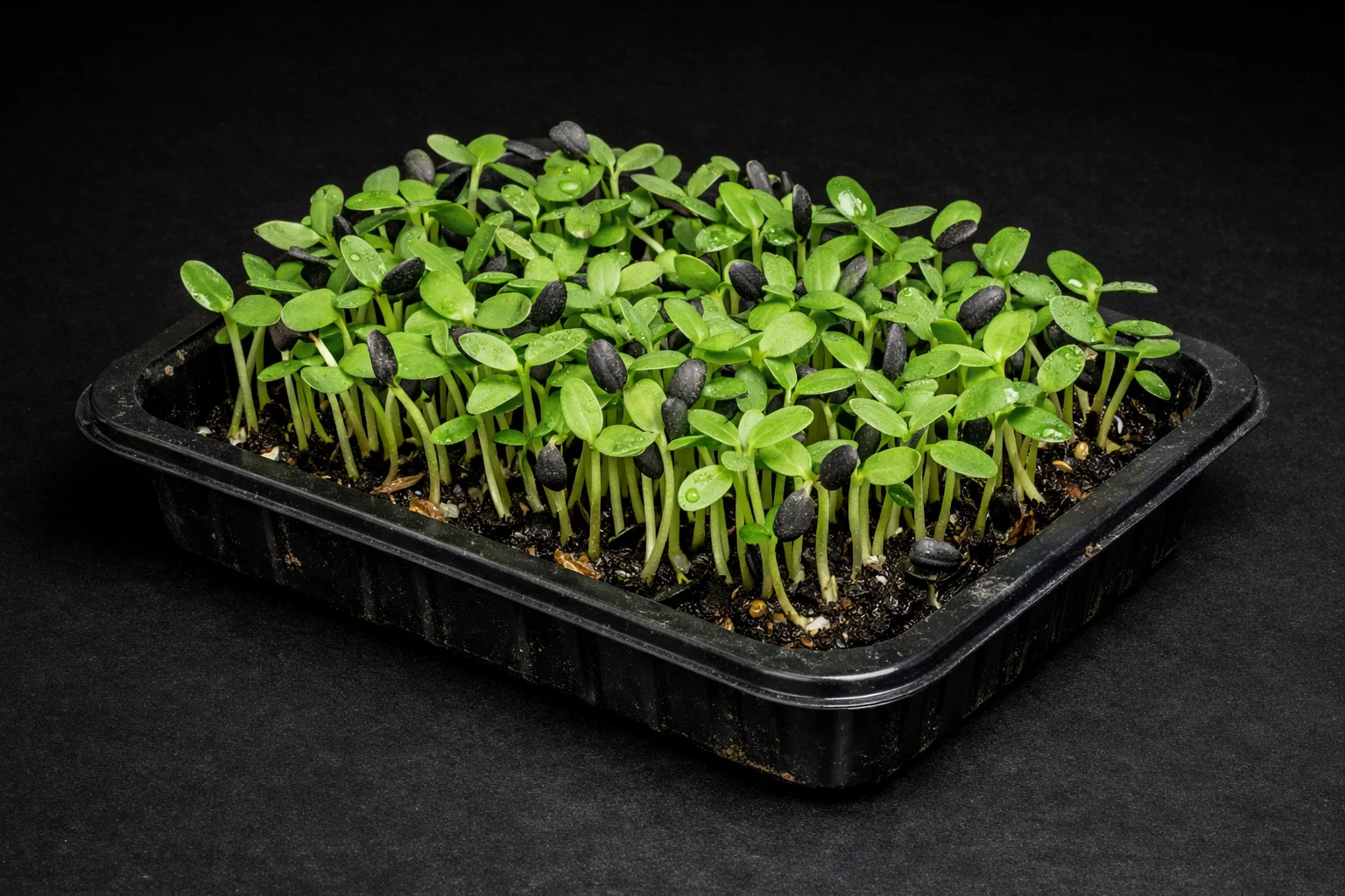 Sonnenblumen-Microgreens auf dem Pad für maximale Frische